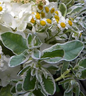 Margalapė karpažolė Mountain Snow - Image 5