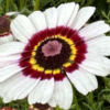 Margažiedė skaistažiedė Cockade - Image 2