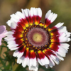 Margažiedė skaistažiedė Cockade - Image 3