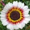 Margažiedė skaistažiedė Cockade - Image 7