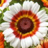Margažiedė skaistažiedė Cockade - Image 6