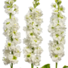 Pilkoji leukonija Anytime White