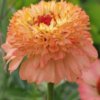 Puikioji gvaizdūnė Cresto! Peachy Pink - Image 3