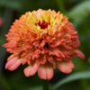 Puikioji gvaizdūnė Cresto! Peachy Pink - Image 2