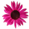 Rausvažiedė ežiuolė Prairie Splendor compact Dark  Rose