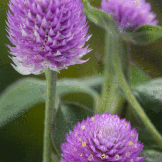 Rutulinė gomfrena Lavender Lady
