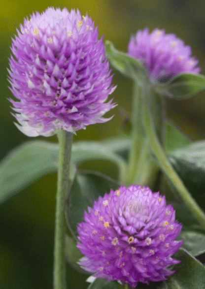Rutulinė gomfrena Lavender Lady