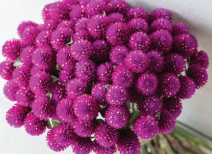 Rutulinė gomfrena Qis Purple