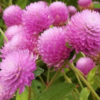 Rutulinė gomfrena Rose - Image 4