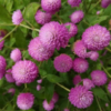 Rutulinė gomfrena Rose
