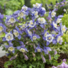 Sinavadas F1 Earlybird Blue White