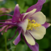 Sinavadas F1 Earlybird  Purple Yellow