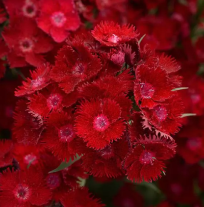 Šiurpinis tarprūšinis gvazdikas Rockin' Red (daugiametis) - Image 3