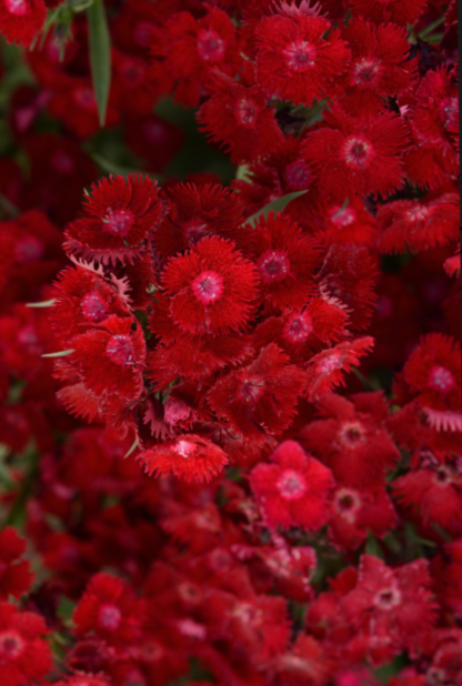 Šiurpinis tarprūšinis gvazdikas Rockin' Red (daugiametis)