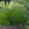 Šviesolaidinė žolė Isolepis Live Wire - Image 2