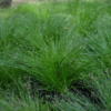 Šviesolaidinė žolė Isolepis Live Wire