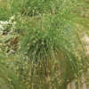 Šviesolaidinė žolė Isolepis Live Wire - Image 4