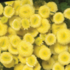 Vaistinis skaistenis Vegmo Sunny Ball Gold