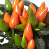 Vienametės paprikos Salsa XP Mix - Image 5