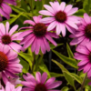 Rausvažiedė ežiuolė Prairie Splendor compact Dark  Rose - Image 3