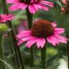 Rausvažiedė ežiuolė Prairie Splendor compact Dark  Rose - Image 2