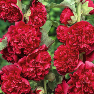 Aukštoji piliarožė Chater’s  Double  Scarlet