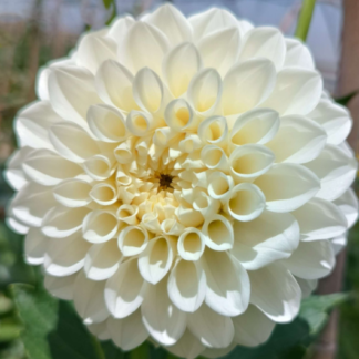 Jurginas Boom Boom White