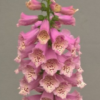 Paprastoji rusmenė Dottie Warm Rose