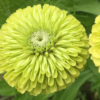 Puikioji gvaizdūnė Benary Giant Orange, Golden Yellow, Lime - Image 8