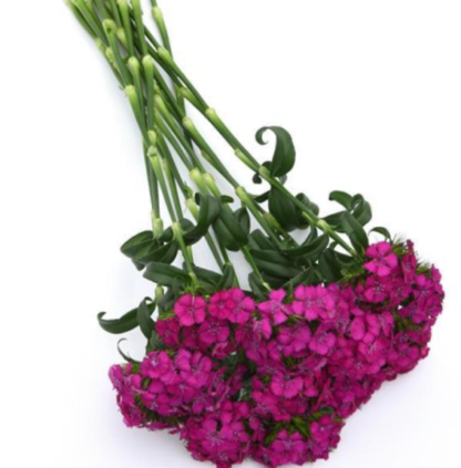 Šiurpinis gvazdikas Sweet Neon Purple