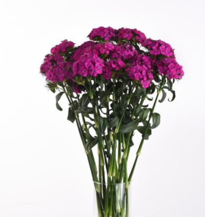 Šiurpinis gvazdikas Sweet Neon Purple - Image 2