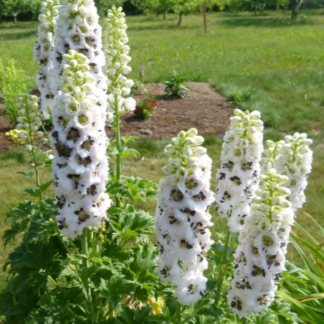 Didysis pentinius Magic Fountain White Dark bee