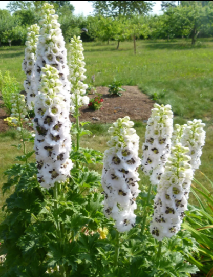 Didysis pentinius Magic Fountain White Dark bee