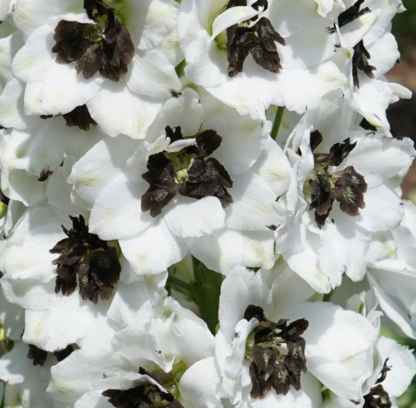 Didysis pentinius Magic Fountain White Dark bee - Image 2