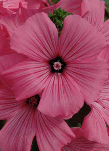 Darželinė rožūnė Novella Rose, žemaūgė - Image 2