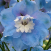 Didysis pentinius Aurora Light Blue - Image 2