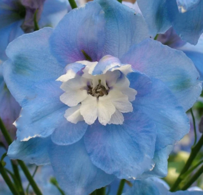 Didysis pentinius Aurora Light Blue - Image 2