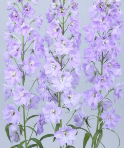Didysis pentinius Candle Lavender Shades