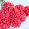 Aguona dekoratyvinė Frosted Salmon Peony - Image 2