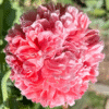 Aguona dekoratyvinė Frosted Salmon Peony - Image 3