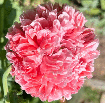Aguona dekoratyvinė Frosted Salmon Peony - Image 3