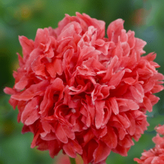 Aguona dekoratyvinė Frosted Salmon Peony