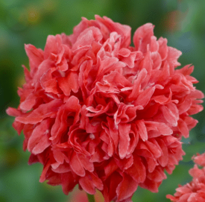 Aguona dekoratyvinė Frosted Salmon Peony