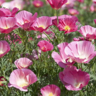 Kalifornijos aguona ešolcija Bush Rose