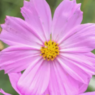 Paprastoji kosmėja Versailles Pink