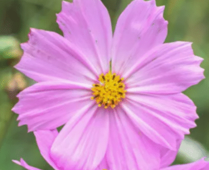 Paprastoji kosmėja Versailles Pink