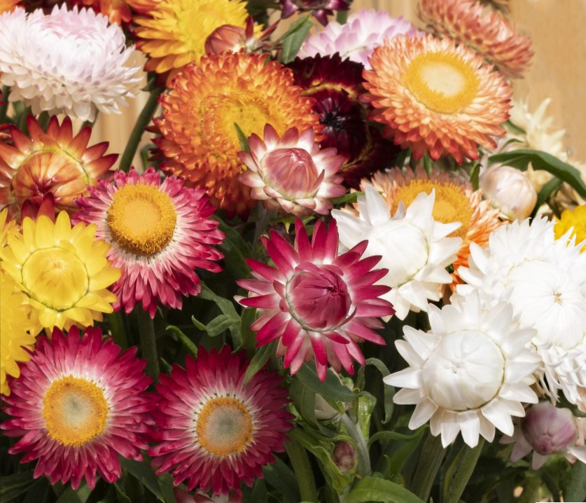 Darželinis šlamutis king size Formula Mix - Image 5