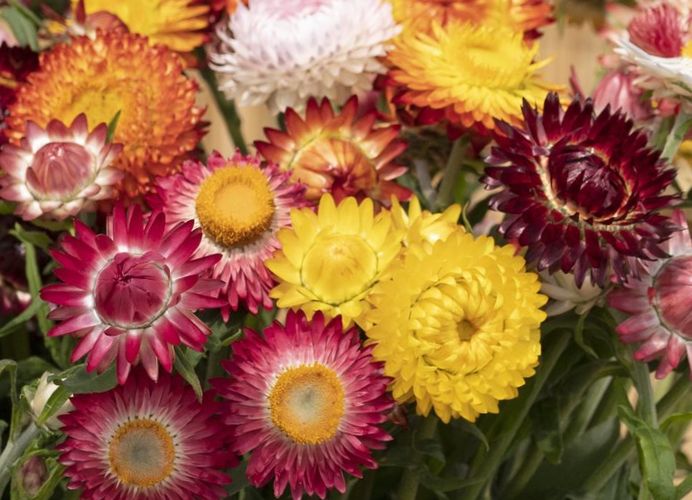 Darželinis šlamutis king size Formula Mix