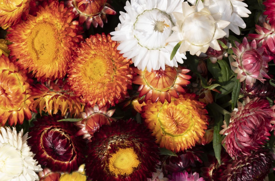 Darželinis šlamutis king size Formula Mix - Image 3