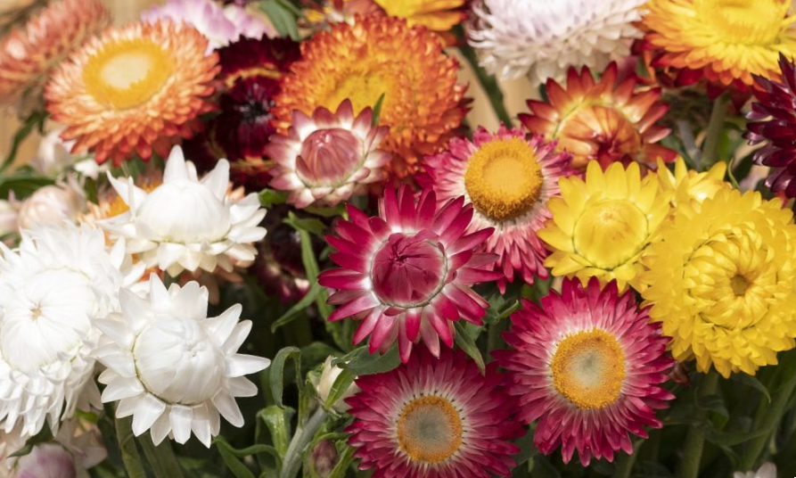 Darželinis šlamutis king size Formula Mix - Image 2